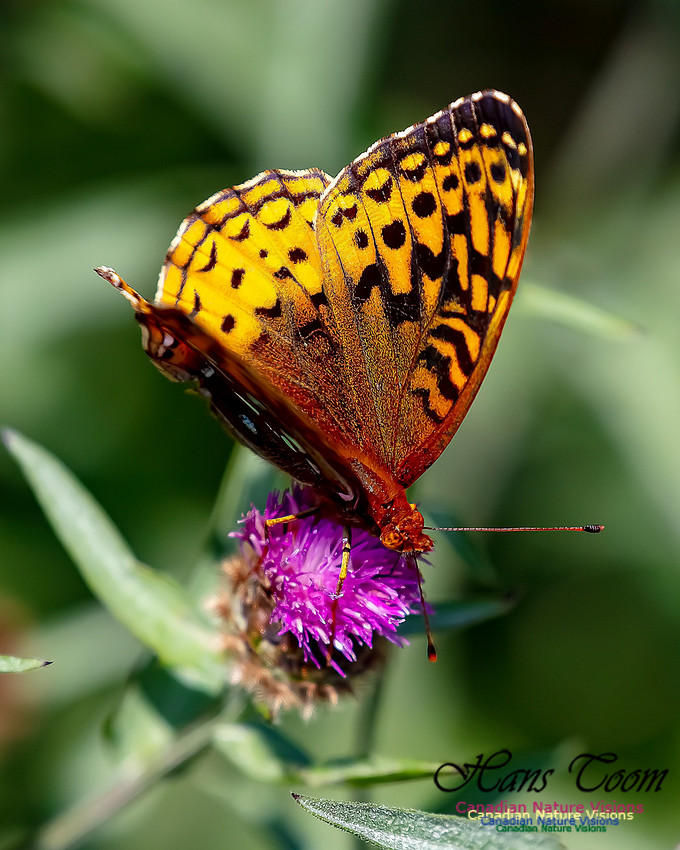 Silver-bordered Fritillary 57