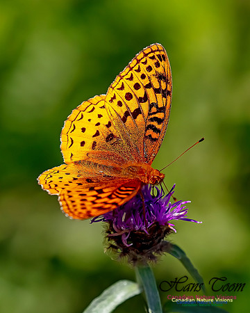 Silver-bordered Fritillary 56