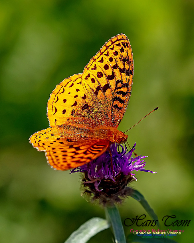 Silver-bordered Fritillary 56
