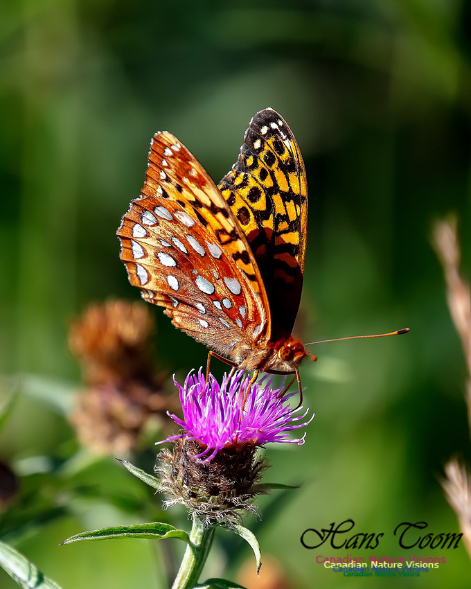 Silver-bordered Fritillary 55