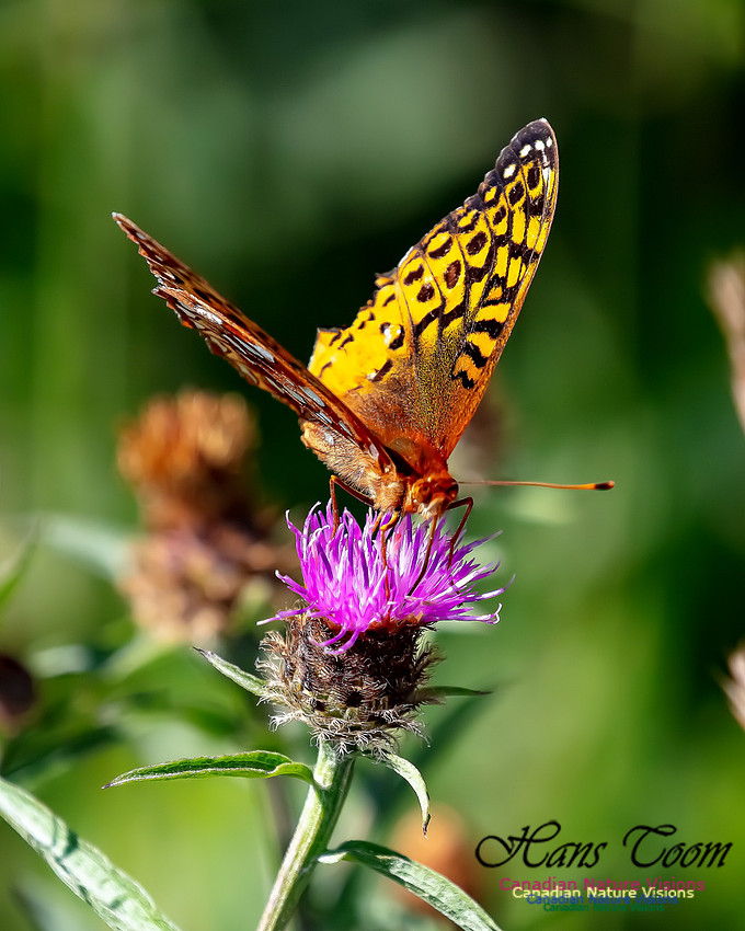 Silver-bordered Fritillary 54