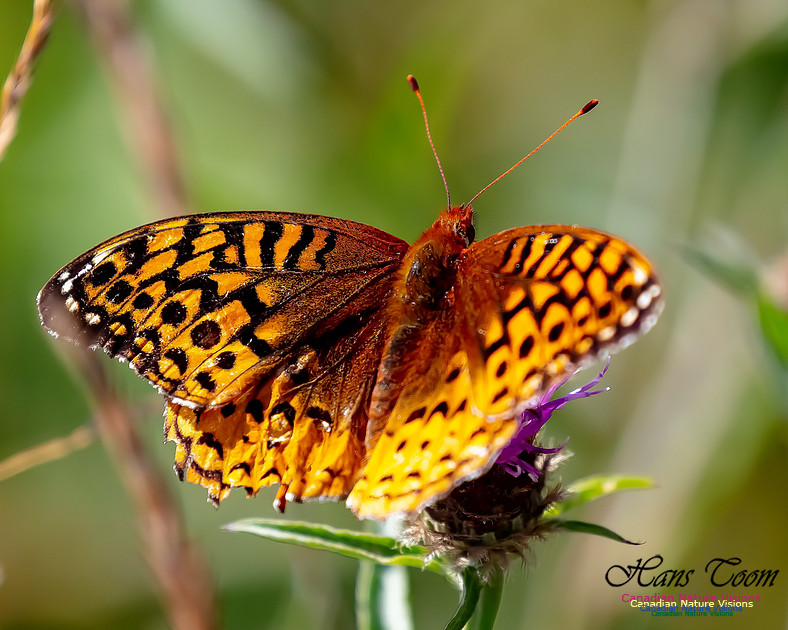 Silver-bordered Fritillary 53