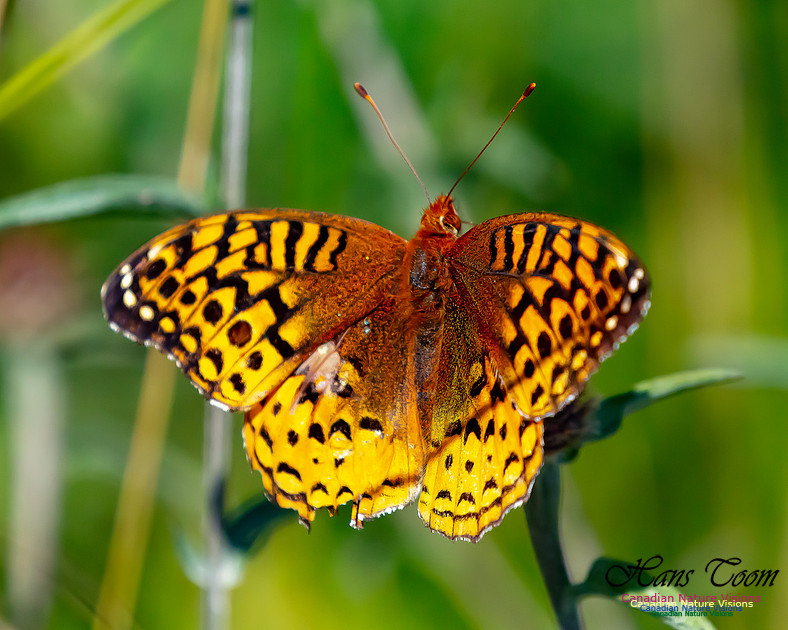 Silver-bordered Fritillary 52