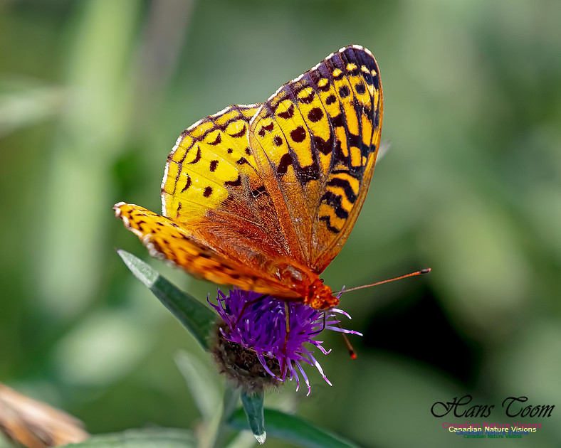 Silver-bordered Fritillary 51