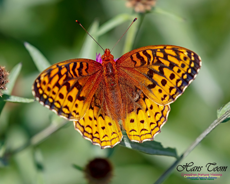 Silver-bordered Fritillary 50