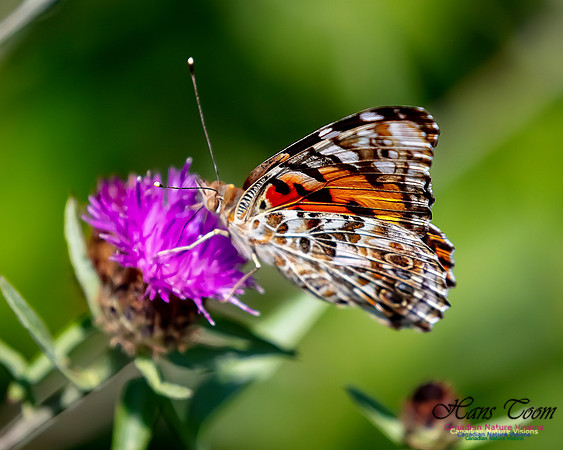 Painted Lady 53