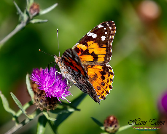 Painted Lady 52