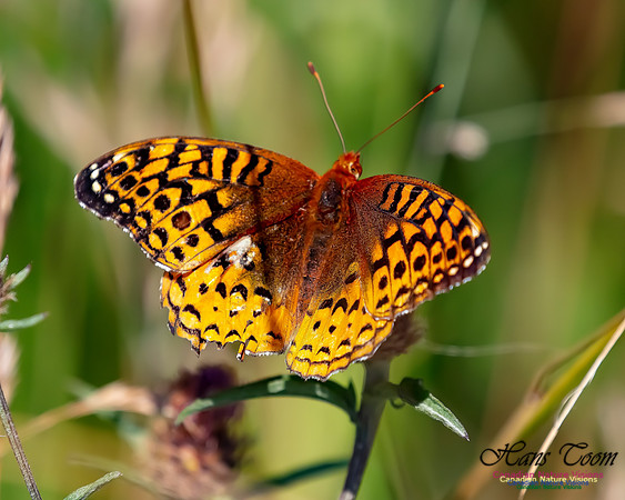 Painted Lady 51
