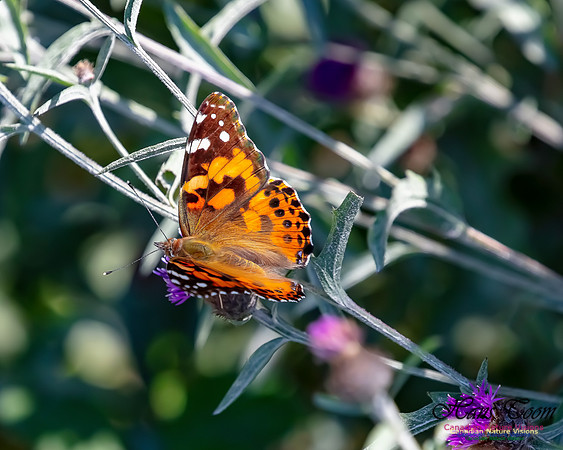 Painted Lady 50