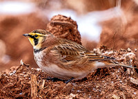 Horned Lark
