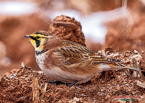 Horned Lark 457