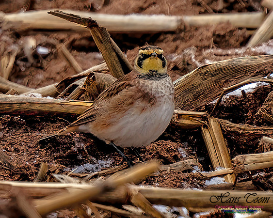 Horned Lark 454