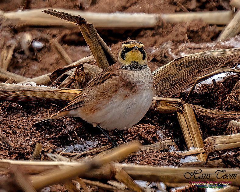 Horned Lark 454