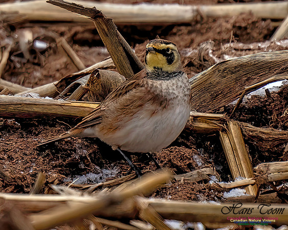 Horned Lark 453