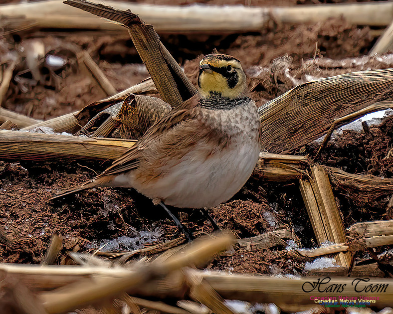 Horned Lark 453
