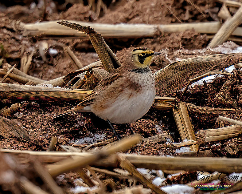 Horned Lark 451