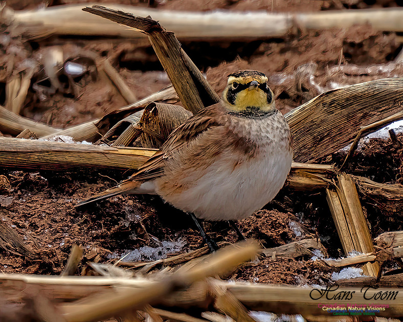 Horned Lark 452