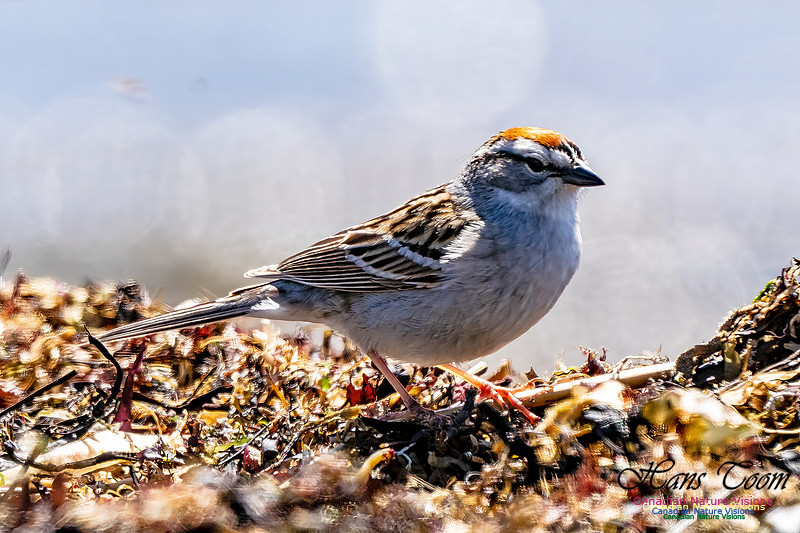 Chipping Sparrow 102