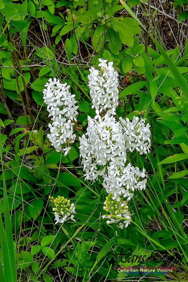 Fringed White Orchid 65