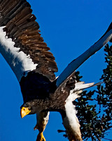 Steller's Sea Eagle