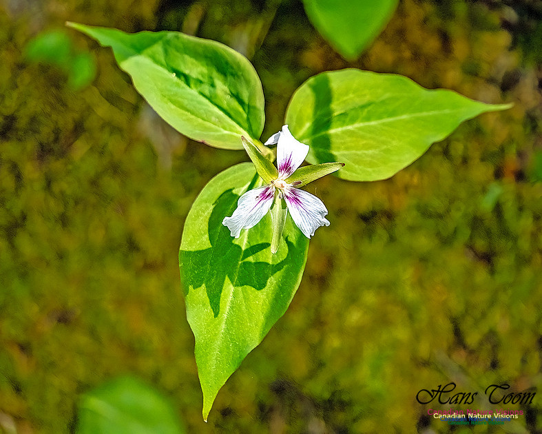 Painted Trillium 303