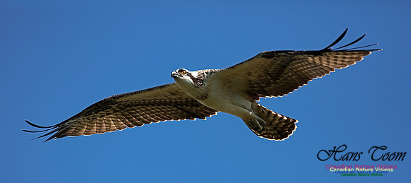 Osprey 100