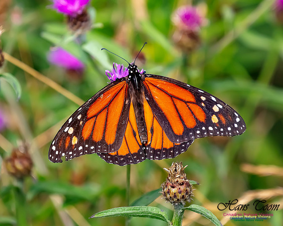 Monarch Butterfly 120