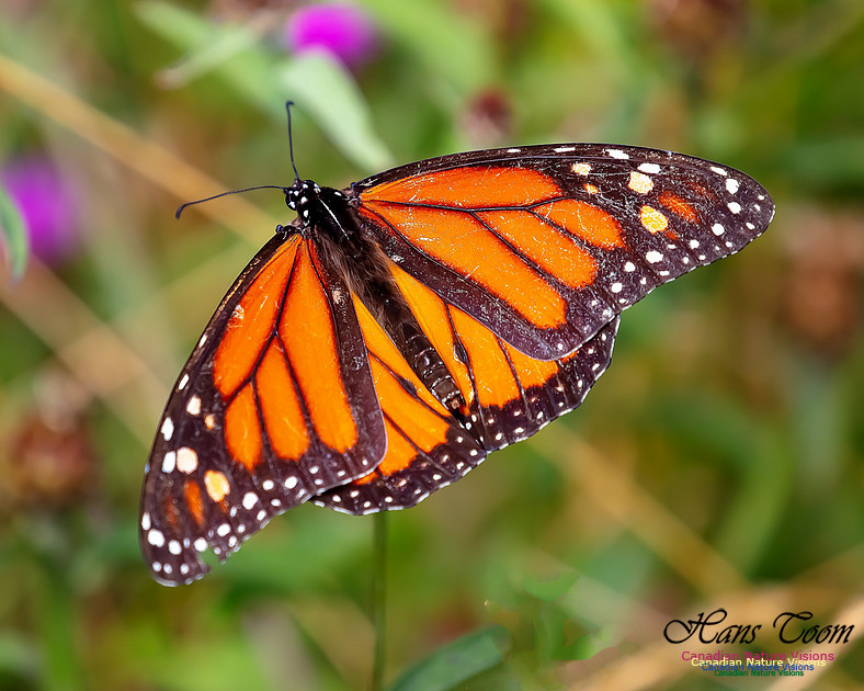Monarch Butterfly 119