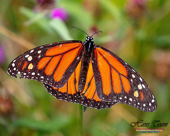 Monarch Butterfly 118