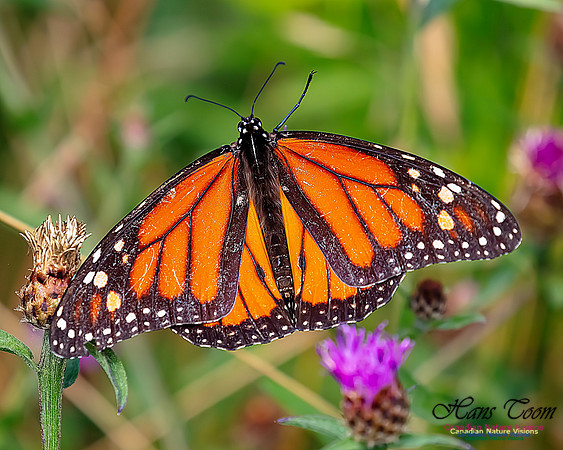 Monarch Butterfly 117