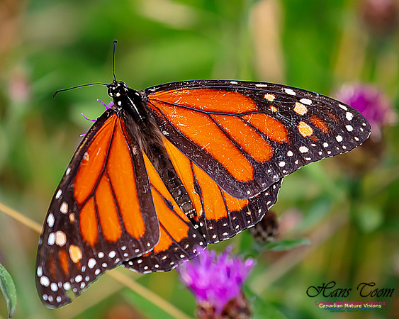 Monarch Butterfly 116