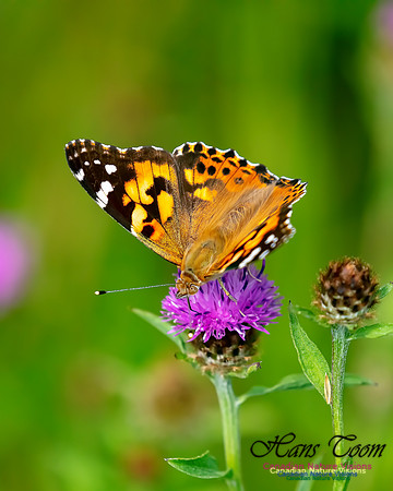 Painted Lady 55