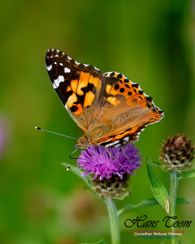 Painted Lady 54