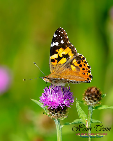Painted Lady 56