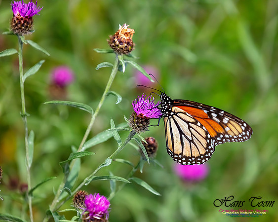 Monarch Butterfly 122