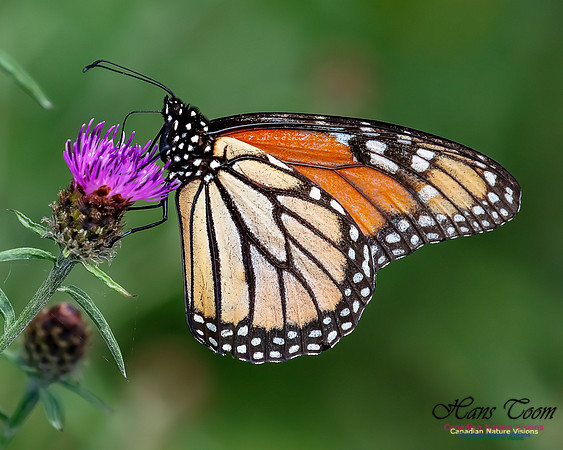 Monarch Butterfly 121