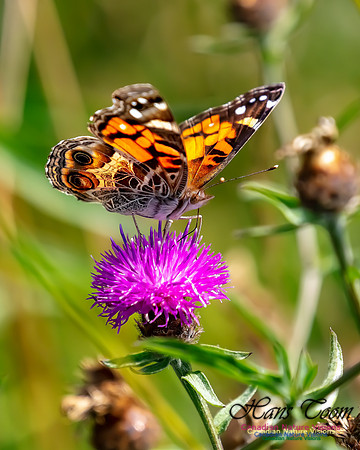 Painted Lady 59