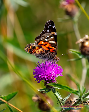Painted Lady 58