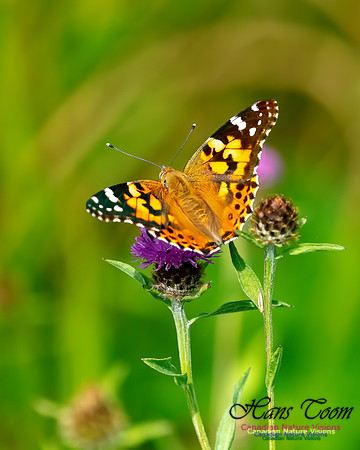 Painted Lady 57