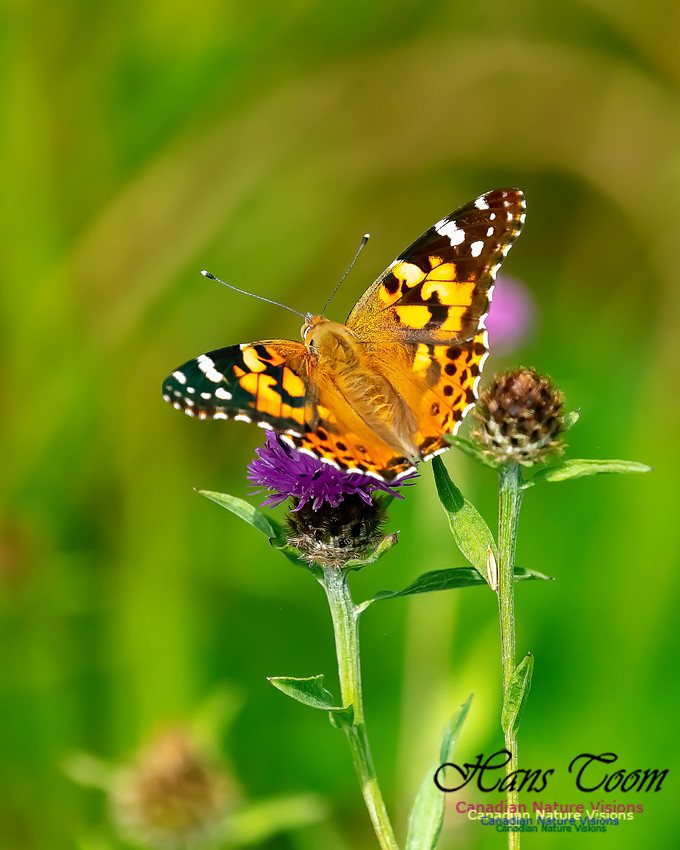 Painted Lady 57