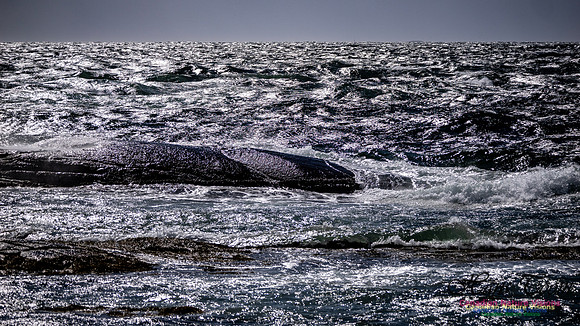 Coastal Tour 116