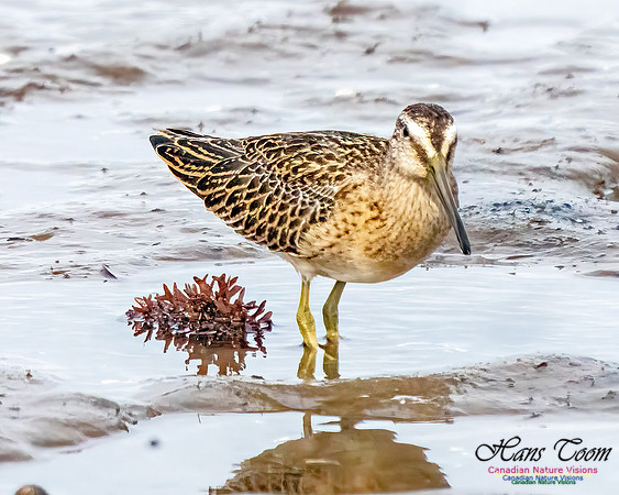 Short-billed Dowitcher 350