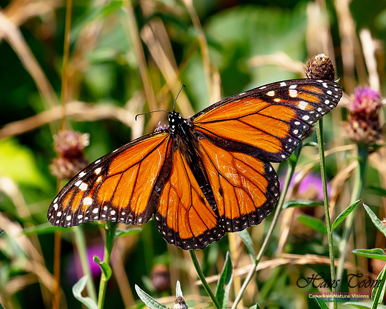 Monarch Butterfly 128