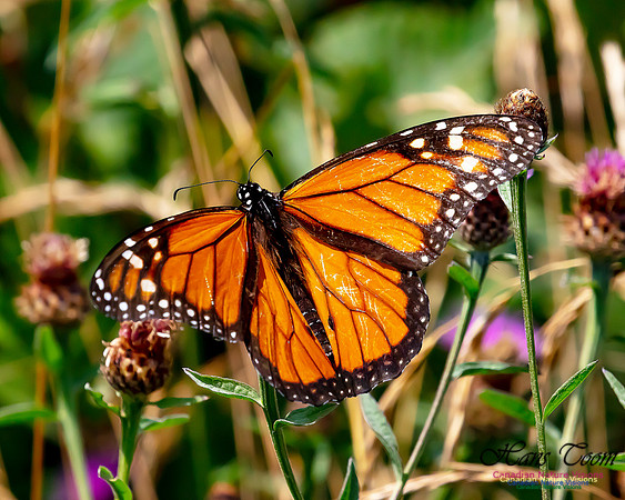 Monarch Butterfly 127