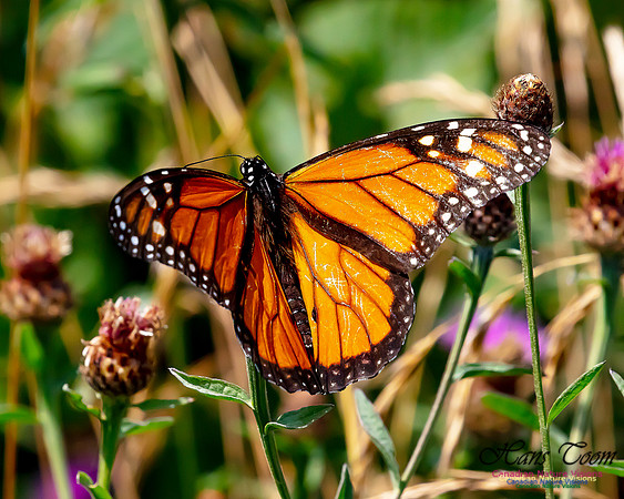 Monarch Butterfly 126