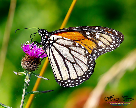 Monarch Butterfly 125