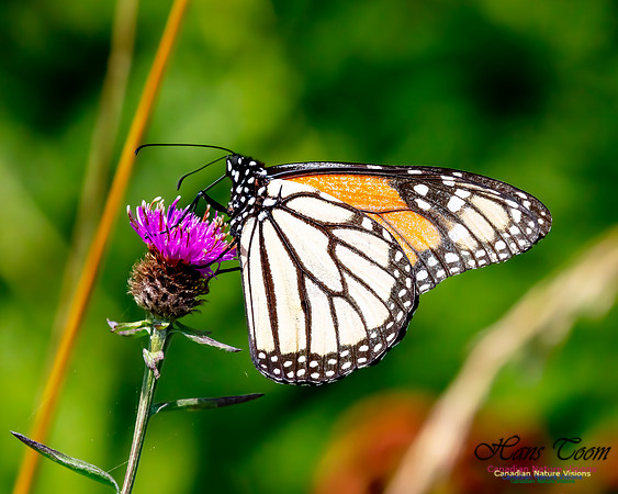 Monarch Butterfly 124