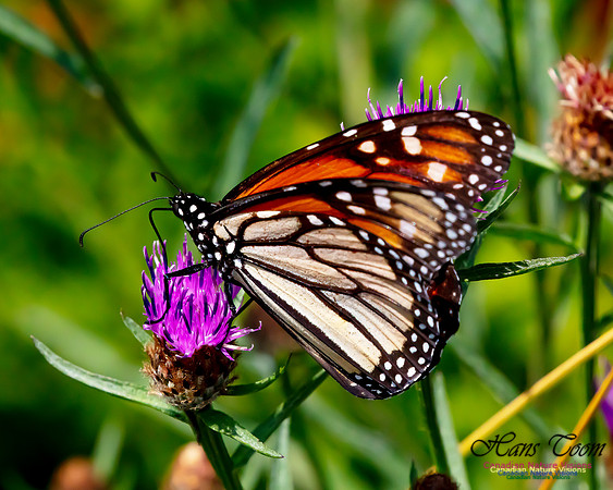 Monarch Butterfly 123