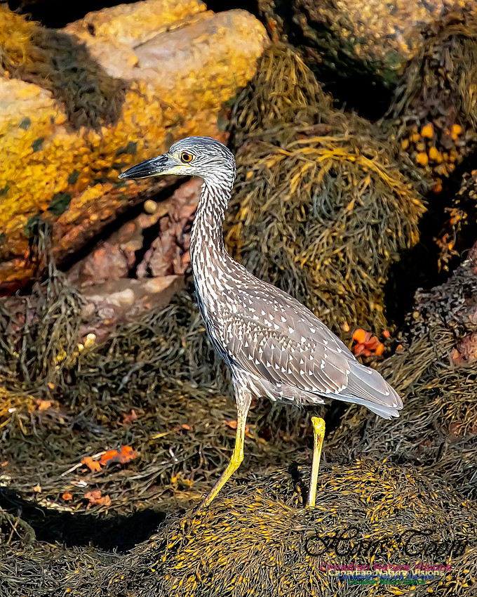 Yellow-crowned Night Heron 322