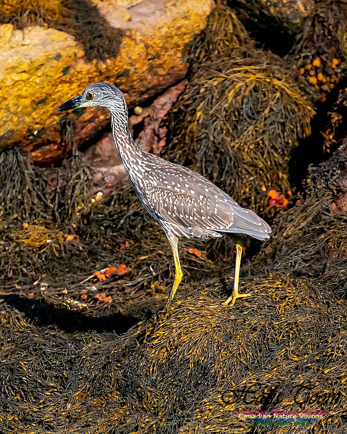 Yellow-crowned Night Heron 321